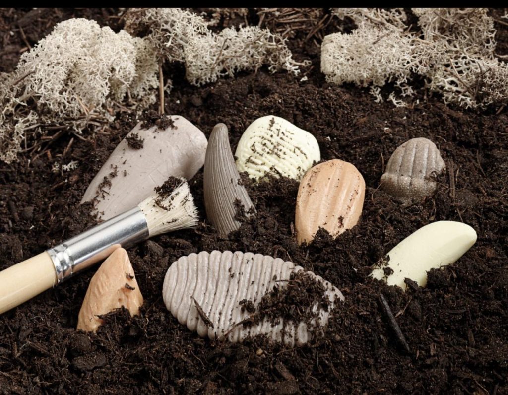 Let’s Investigate Prehistoric Teeth