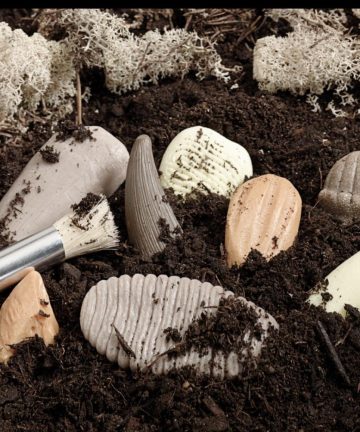 Let’s Investigate Prehistoric Teeth - Image 2