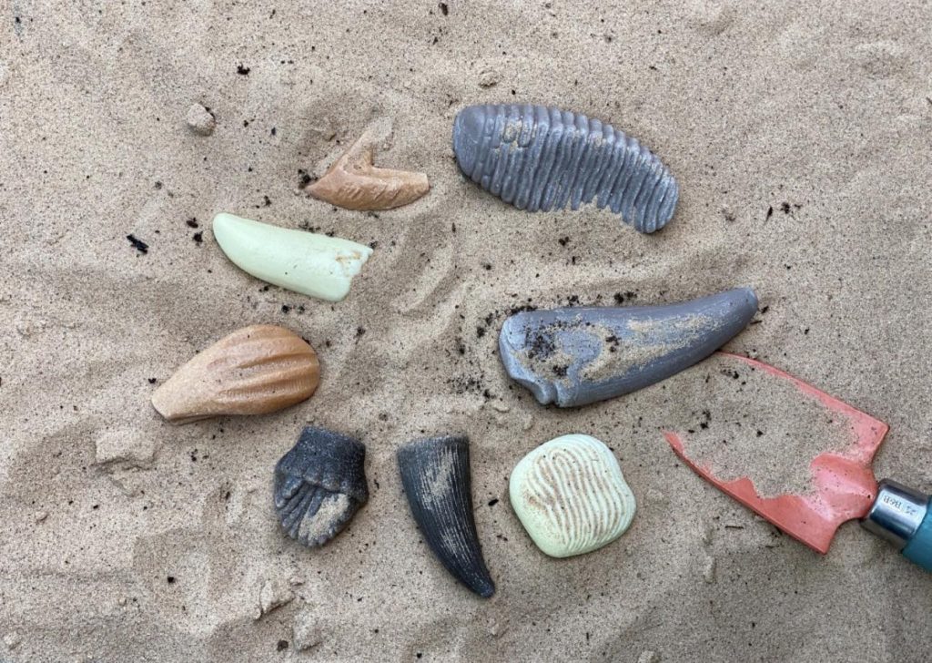 Let’s Investigate Prehistoric Teeth