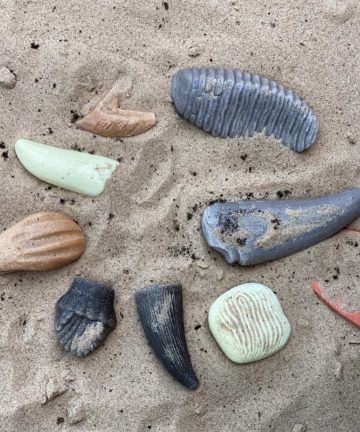 Let’s Investigate Prehistoric Teeth - Image 1