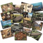 Prehistoric Teeth Explore and Discover Activity Cards