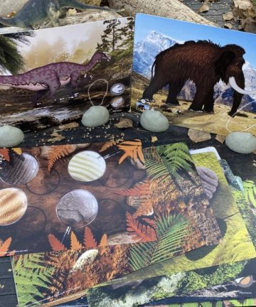 Prehistoric Teeth Explore and Discover Activity Cards - Image 2