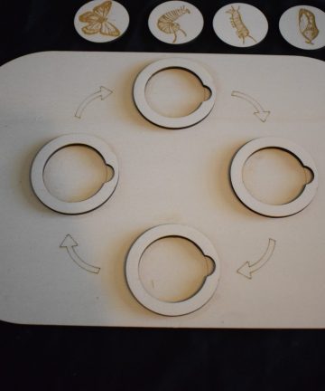 Ikea Flisat Butterfly Life Cycle Small Lid -  Great For Nature Or Insect Projects Or Play - Image 2