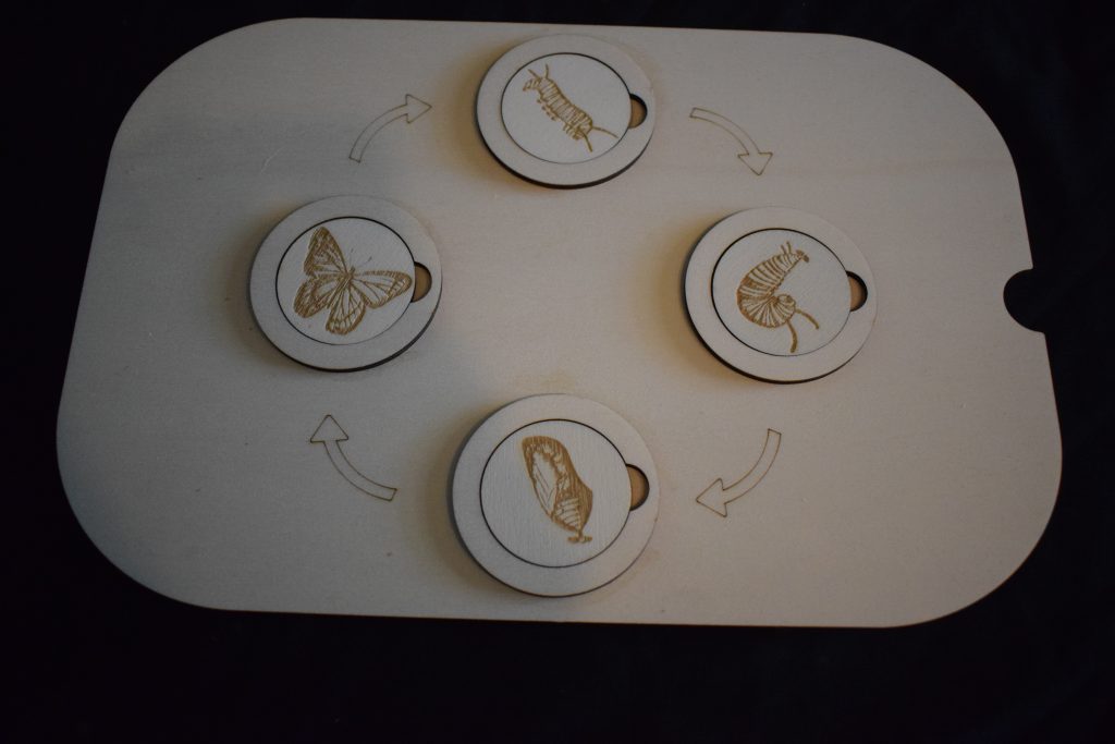 Ikea Flisat Butterfly Life Cycle Small Lid -  Great For Nature Or Insect Projects Or Play