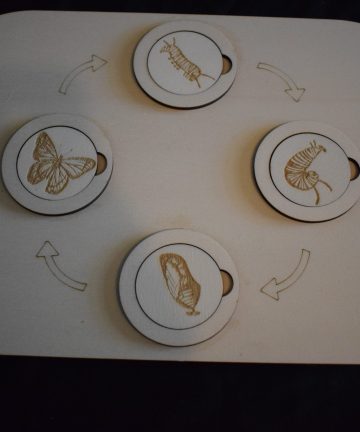 Ikea Flisat Butterfly Life Cycle Small Lid -  Great For Nature Or Insect Projects Or Play - Image 1