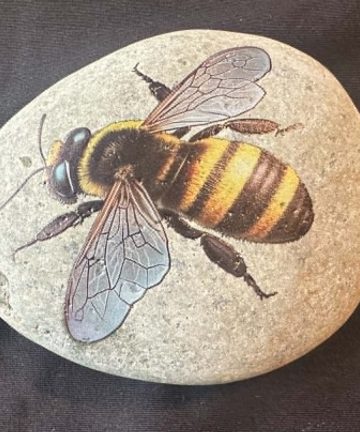 Insect stones - great to add to any sensory activity - Image 4