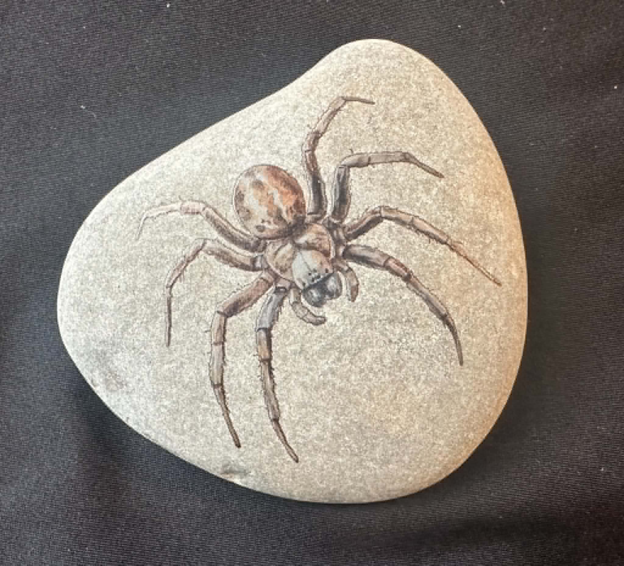 Insect stones6